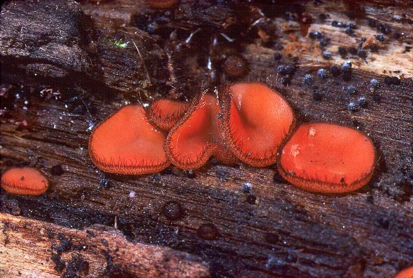 Scutellinia scutellata